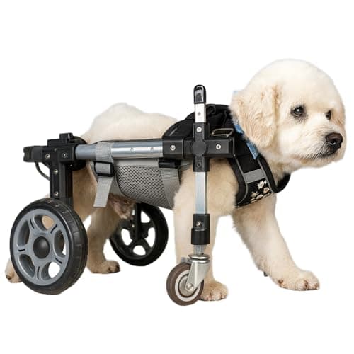 犬用歩行器と車椅子の違い｜リハビリ段階での使い分け【2026年版】